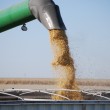 GMO foods
