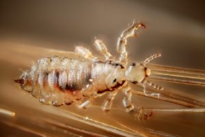 adult louse - head lice removal tips