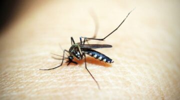 Bug Bites & Allergic Reactions: Benadryl To The Rescue!
