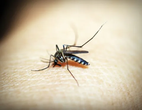 A mosquito bite can cause some an allergic reaction