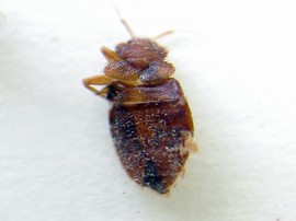 bedbug-photo.jpg