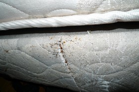 bedbugs-on-box-spring-mattress-by-cuttlefish.jpg