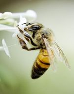 bee-pollen-by-mooncat.jpg