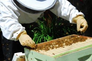 beekeeper-local-honey