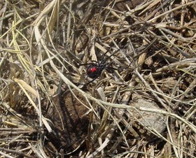 black-widow-spider-by-thesimple1.jpg