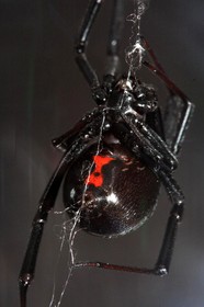 black-widow-spider-by-velo-steve.jpg