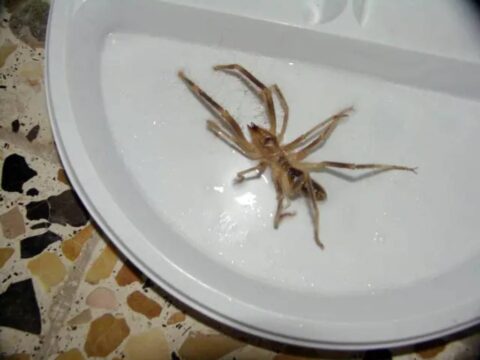 Camel Spider Facts And Myths – Camel Spider Size, Speed & Other Dangers Explained Here