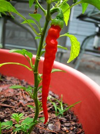 cayenne-pepper-plant-by-grumpy-chris.jpg