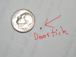 Deer ticks can be very small -- seen here next to a dime