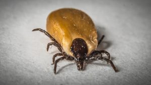 an engorged deer tick - the kind of tick that carries Lyme Disease