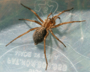 female-hobo-spider-by-Lee-Ostrom.gif