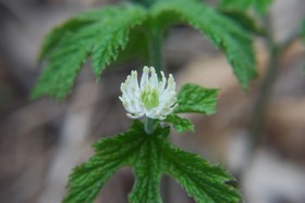 Goldenseal is a good natural remedy for a pollen allergy. photo by buckeye98 on Flickr