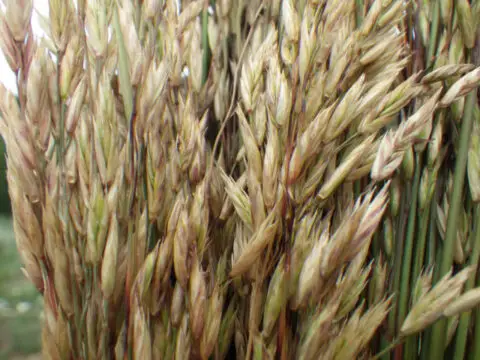 high fiber wheat