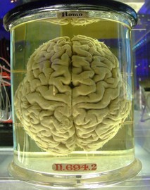human-brain-by-gaetan-lee.jpg