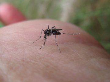 Home Mosquito Control Options - Find The Best Natural Mosquito