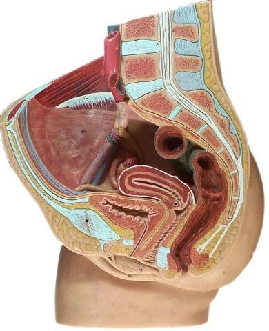 pelvic-organ-prolapse