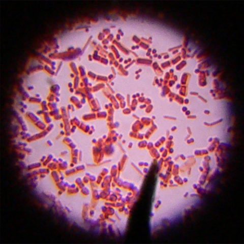 Weird Facts Body Bacteria Skin